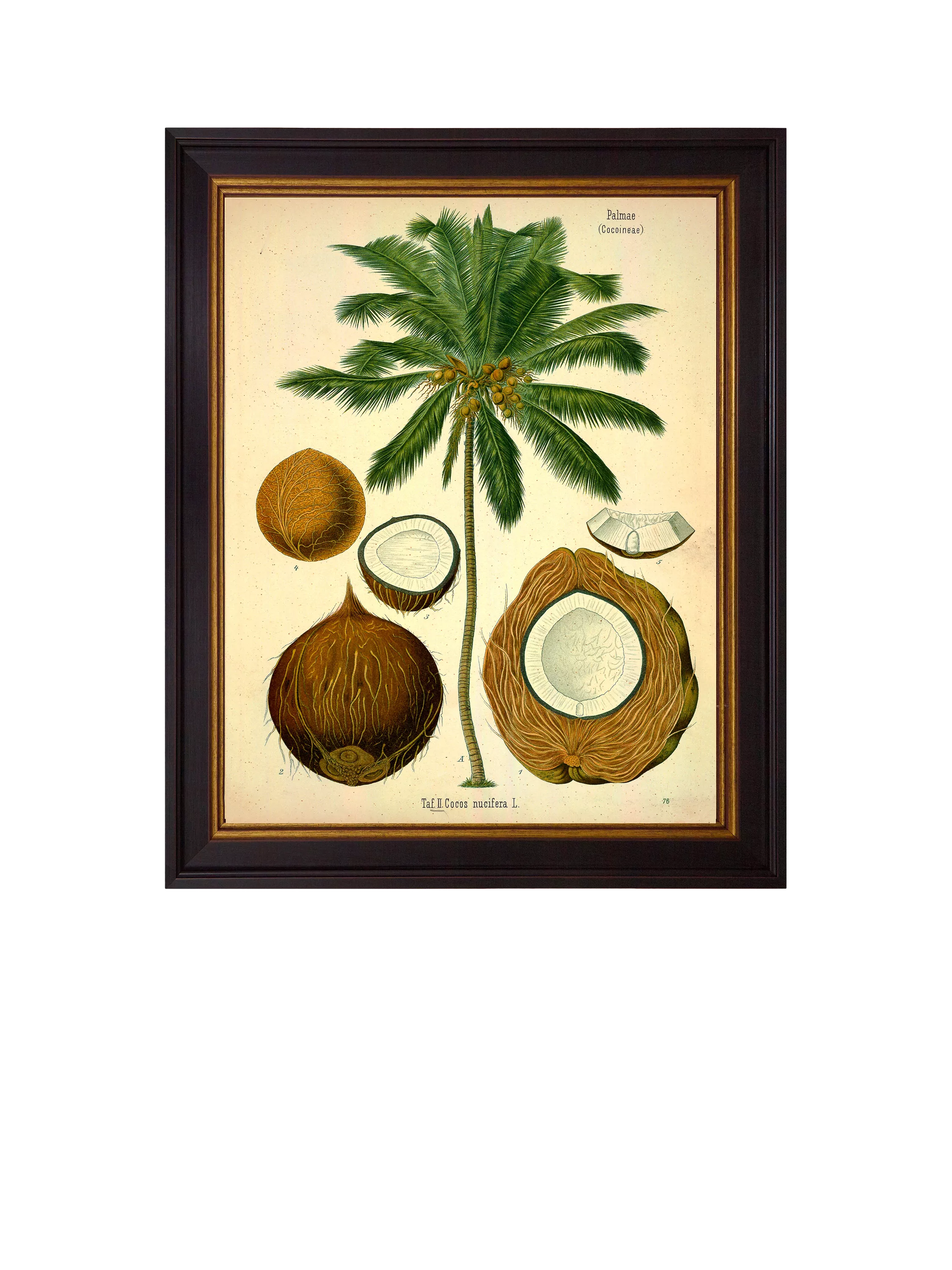 Brookpace Lascelles Coconut Palm framed print, 50 x 40cm - British product