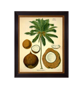 Brookpace Lascelles 'Coconut Palm' Framed Print, 50 x 40cm, Green/Cream