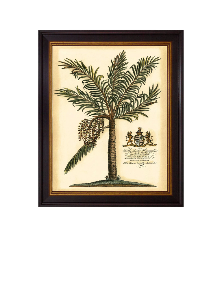 Brookpace Lascelles 'Fruitful Palm' Framed Print, 50 x 40cm, Green/Cream