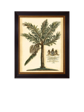 Brookpace Lascelles 'Fruitful Palm' Framed Print, 50 x 40cm, Green/Cream