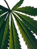 LOEWE Scent of Marihuana large solid soap 290g, imported from the UK