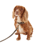 Barbour tartan dog lead 100cm, imported from the UK
