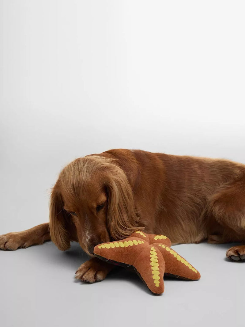 Barbour starfish squeaky dog toy plush, imported from the UK