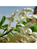 Dolce & Gabbana Q Parfum fragrance - British product