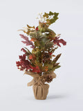 John Lewis green pumpkin tree in pot H60cm, UK version