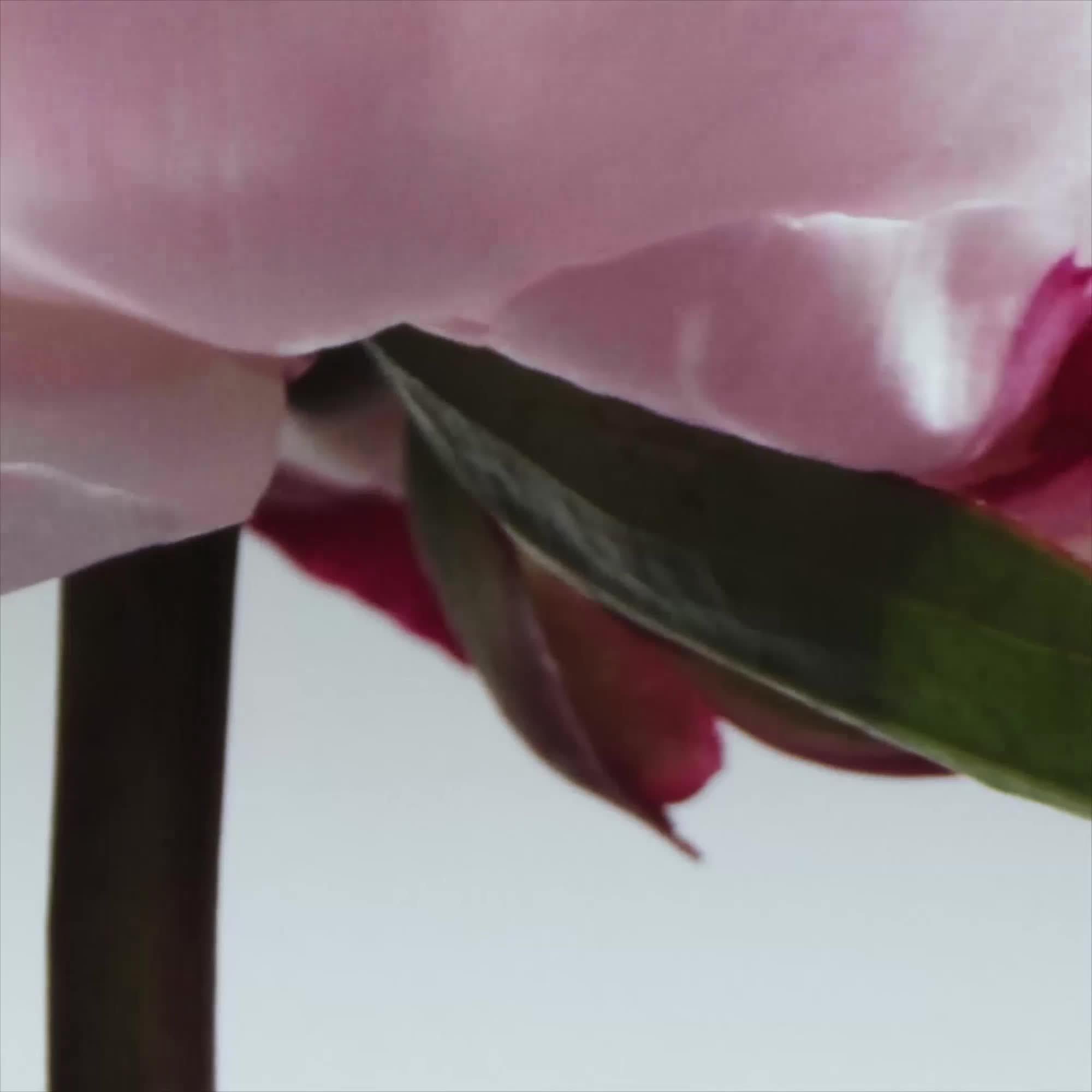 Jo Malone London peony and blush suede body cream 50ml, UK version