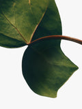LOEWE Ivy Incense Sticks Set bamboo sticks terracotta holder - British product
