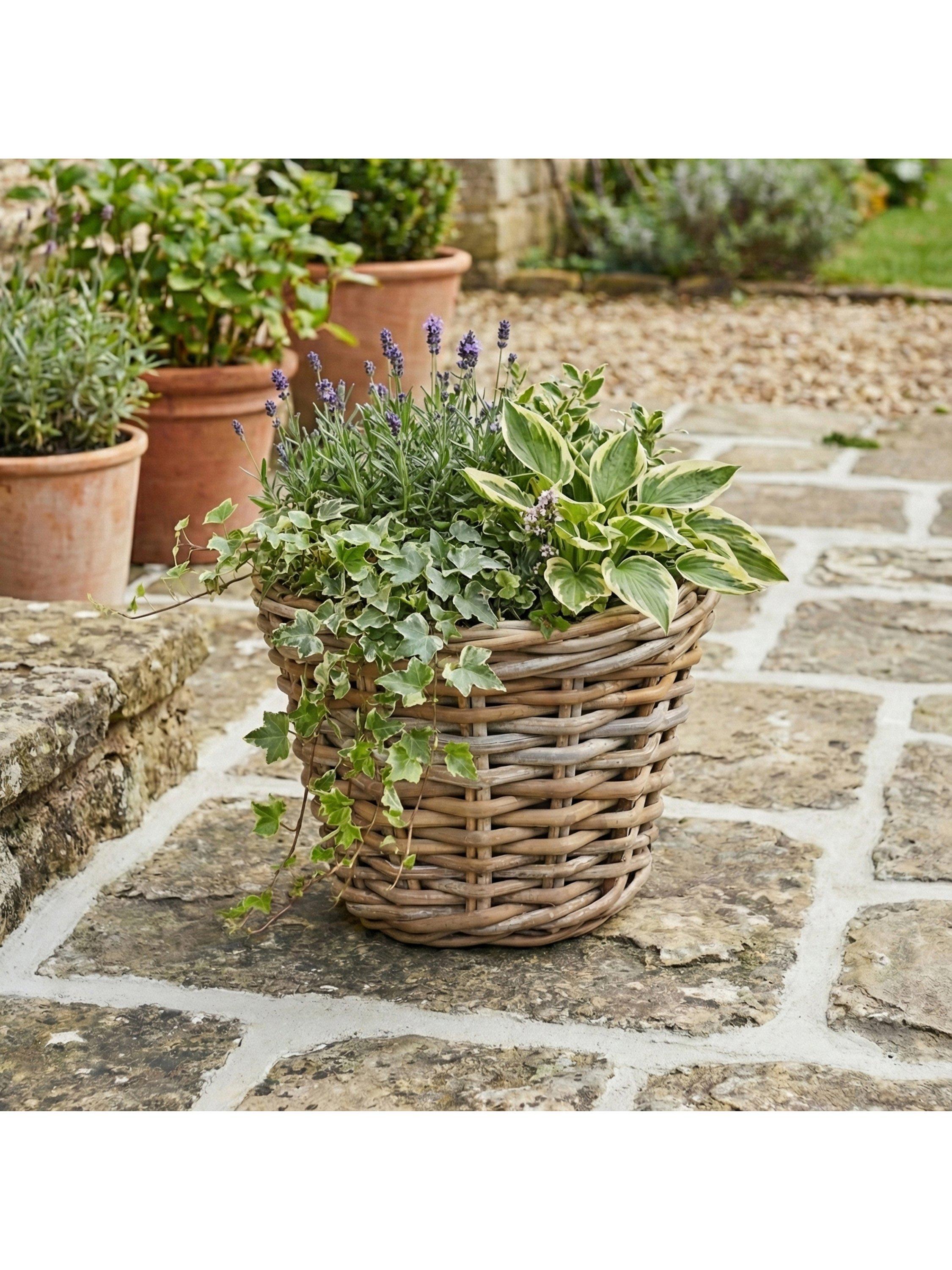 Pacific Kubu rattan basket planter medium, imported from the UK