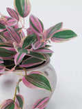 John Lewis artificial Tradescantia plant H23cm, imported from the UK