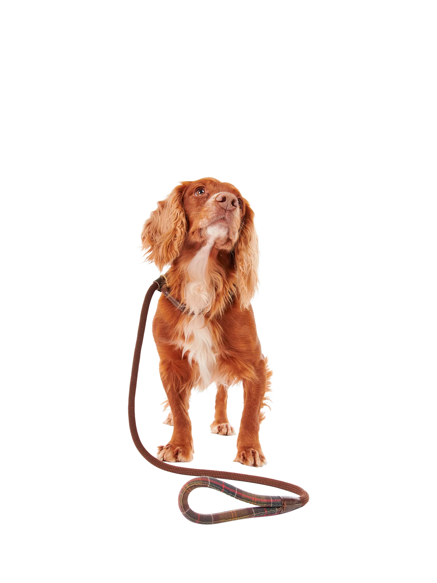 Barbour tartan dog lead with grip slip, brown (British brand)