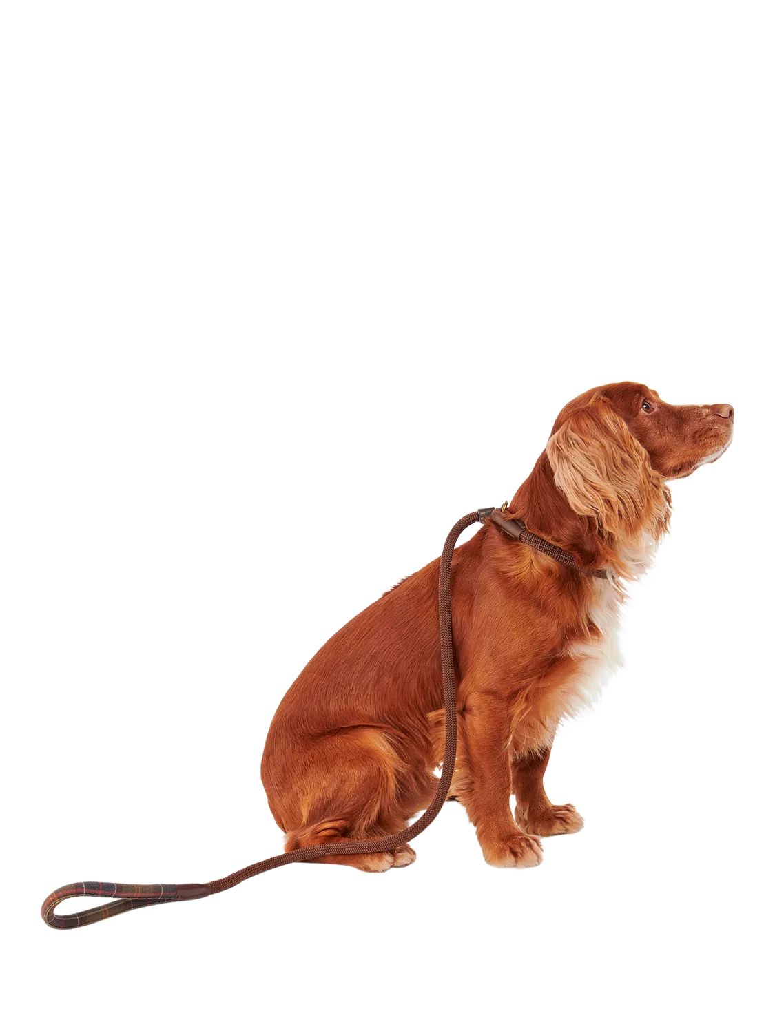 Barbour tartan dog lead with grip slip, brown (British brand)