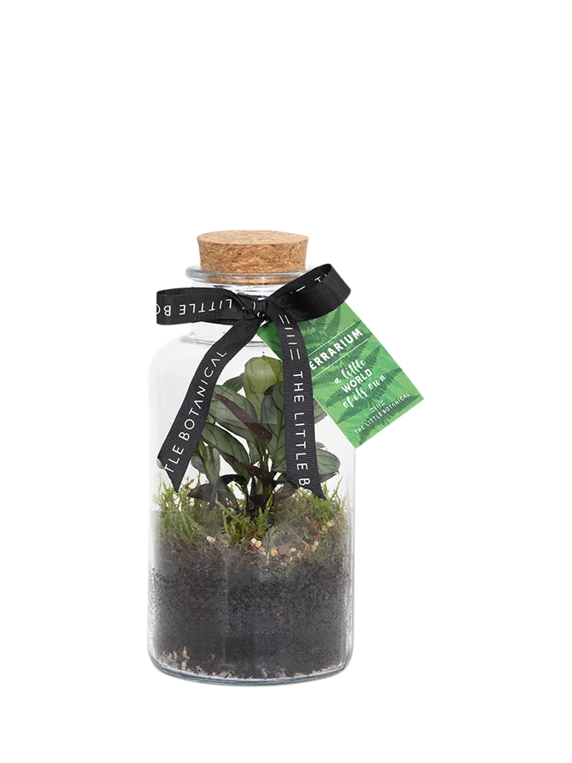 The Little Botanical glass terrarium botanical display 12cm (British brand)