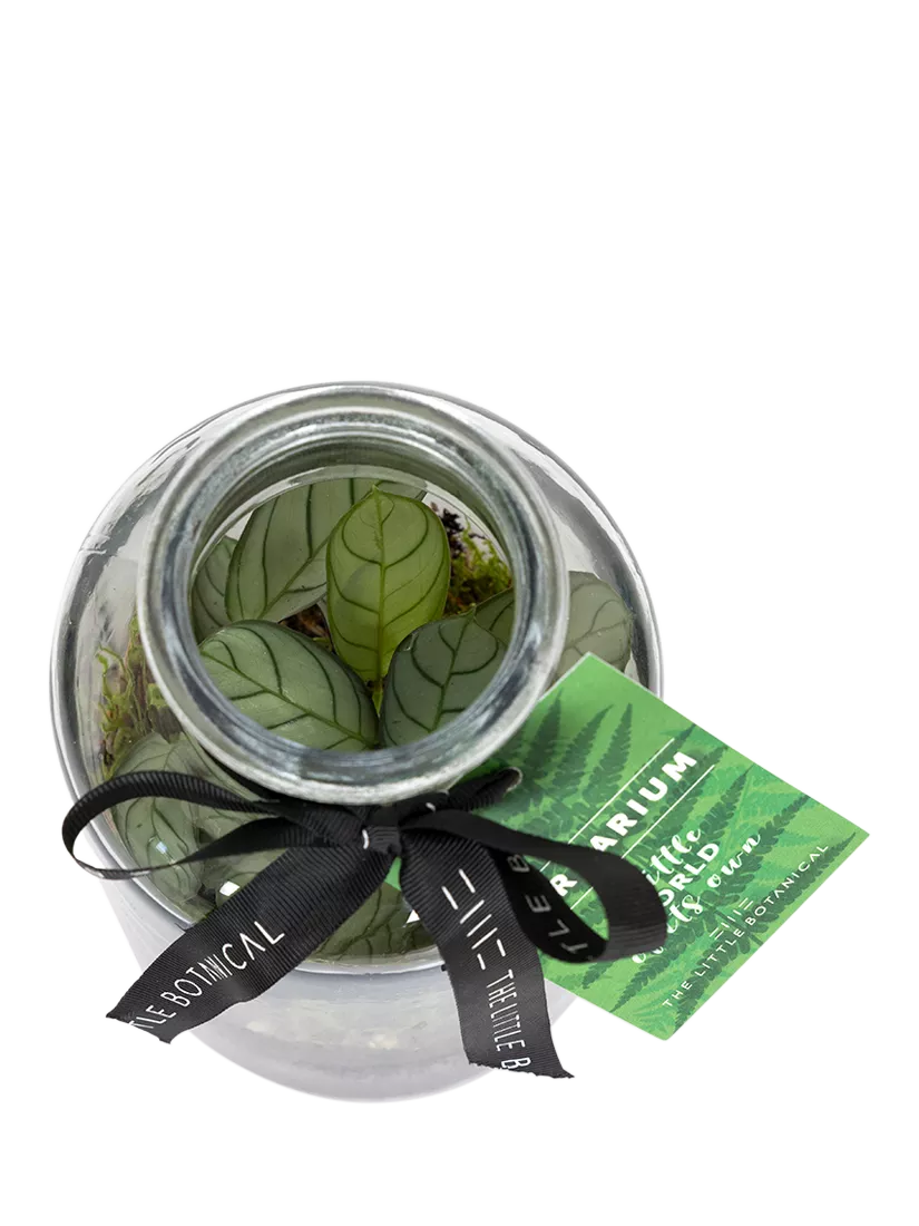 The Little Botanical glass terrarium botanical display 12cm (British brand)