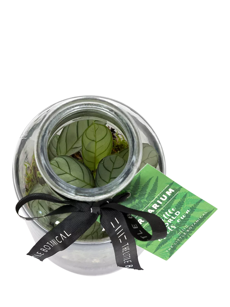 The Little Botanical glass terrarium botanical display 12cm (British brand)