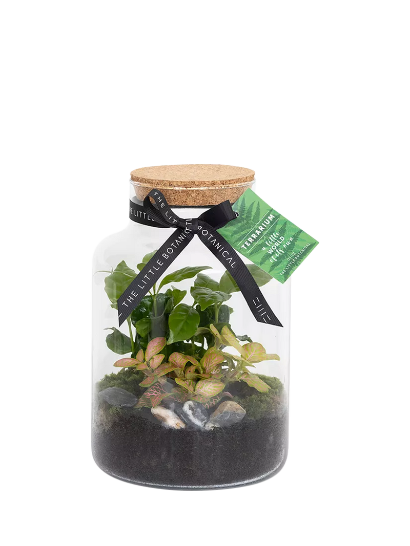 The Little Botanical glass terrarium 17cm (British brand)