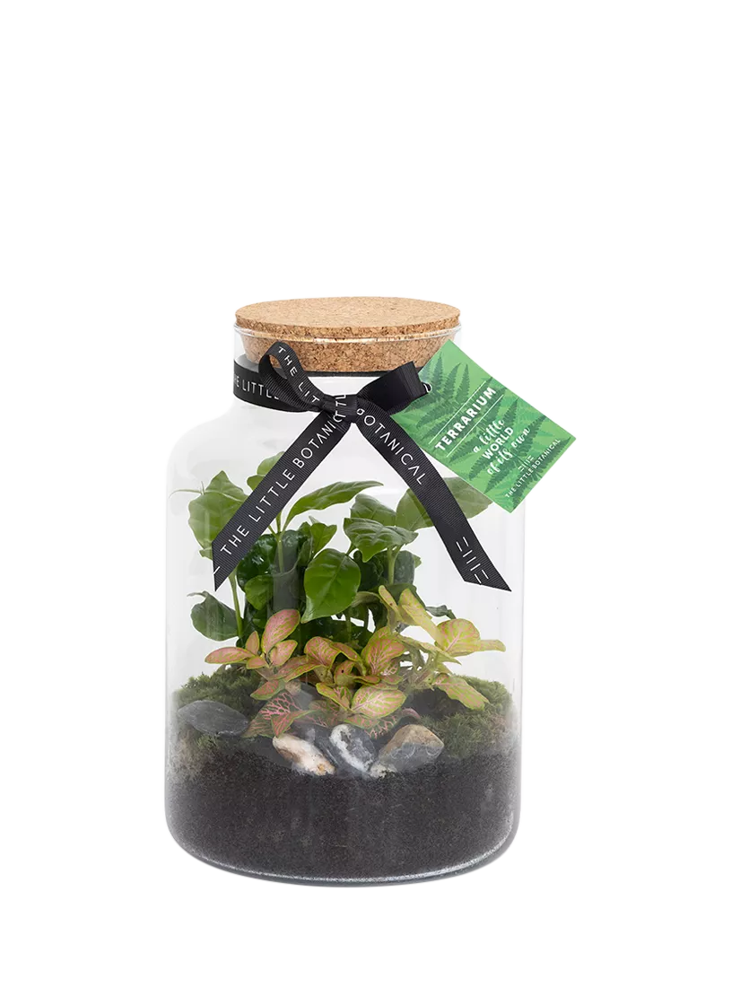 The Little Botanical glass terrarium 17cm (British brand)