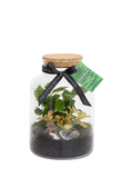The Little Botanical glass terrarium 17cm (British brand)