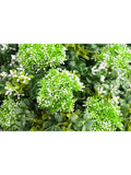 Vistafolia artificial colour box with wild yews and boxwood, UK version