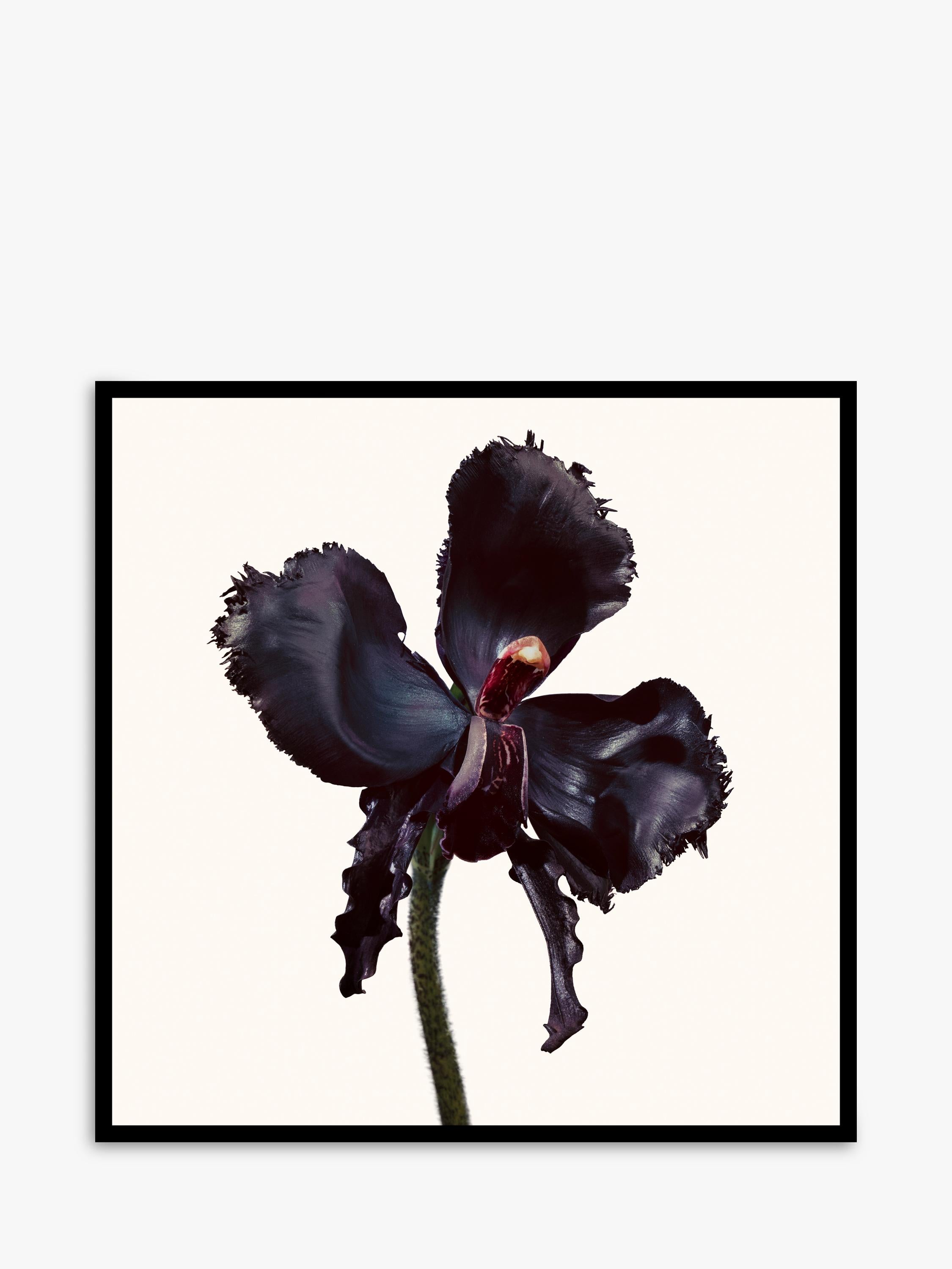 TOM FORD Black Orchid Reserve Parfum 100ml, UK version