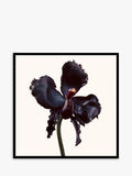 TOM FORD Black Orchid Reserve Parfum 100ml, UK version