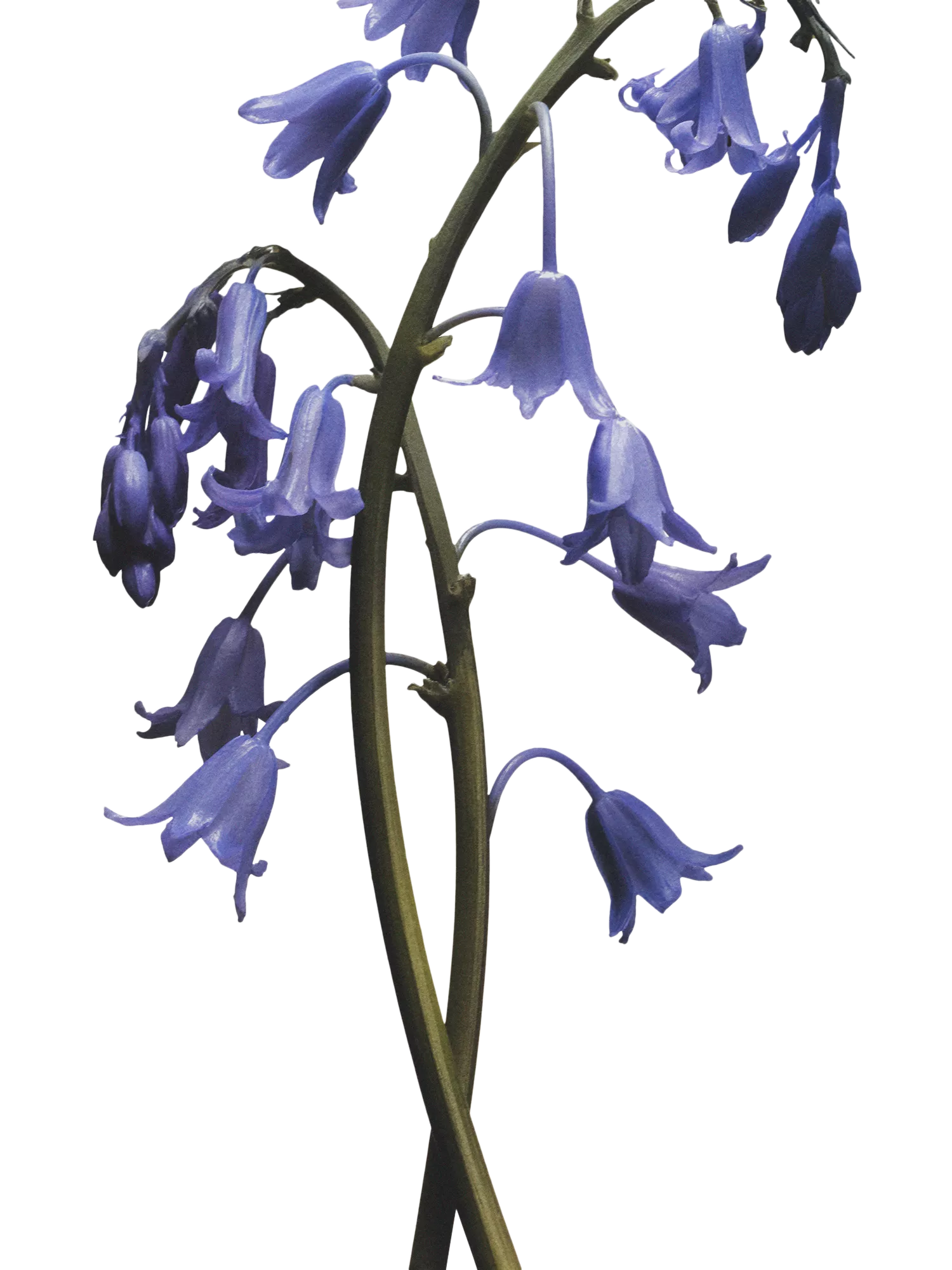Jo Malone London Wild Bluebell Hair Mist 30ml, UK version