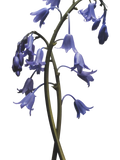 Jo Malone London Wild Bluebell Hair Mist 30ml, UK version