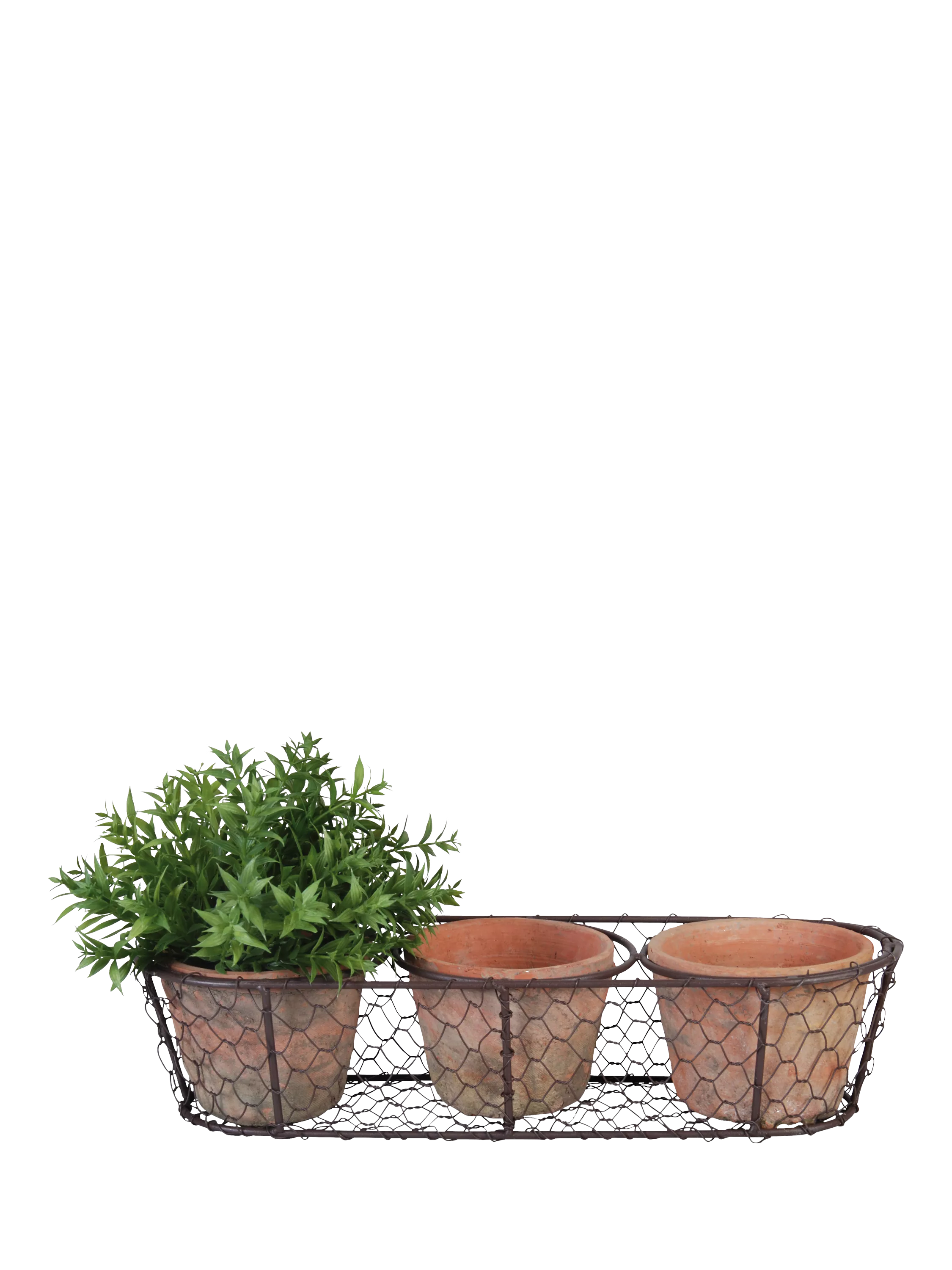 Fallen Fruits terracotta plant pots in wire basket, UK version
