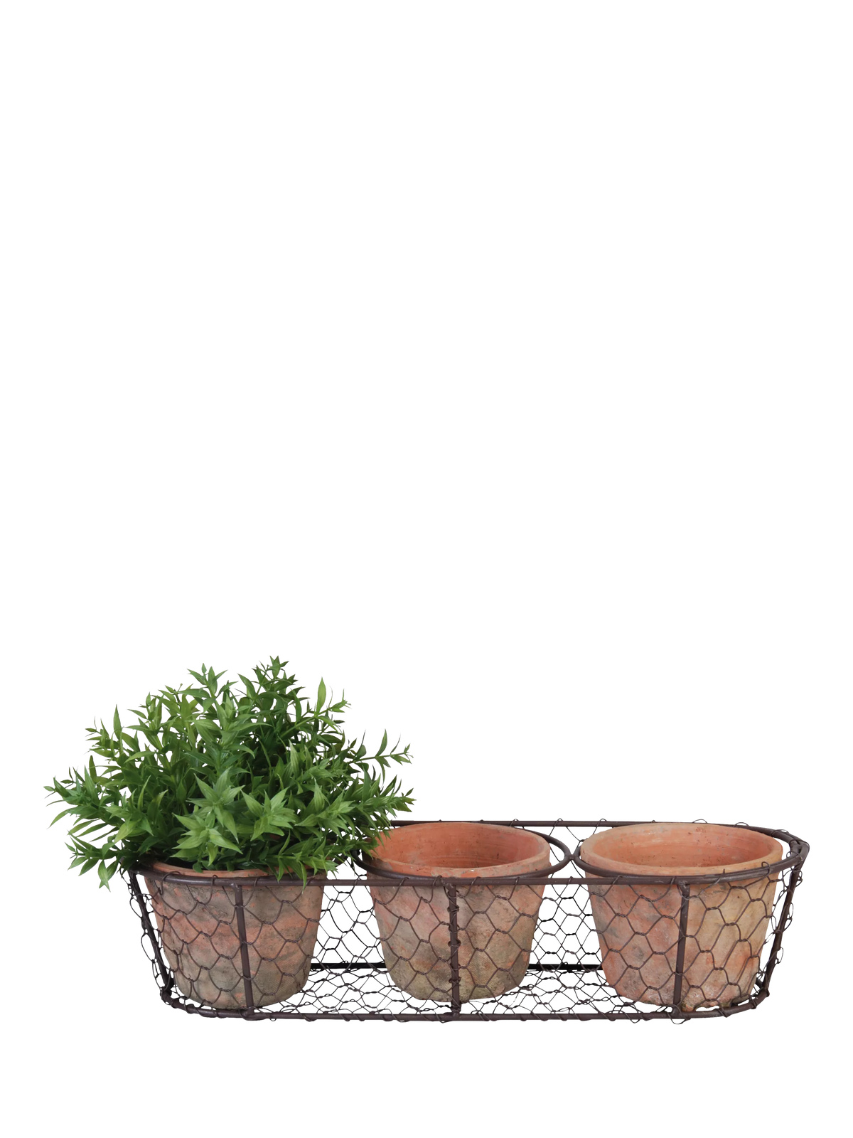 Fallen Fruits terracotta plant pots in wire basket, UK version