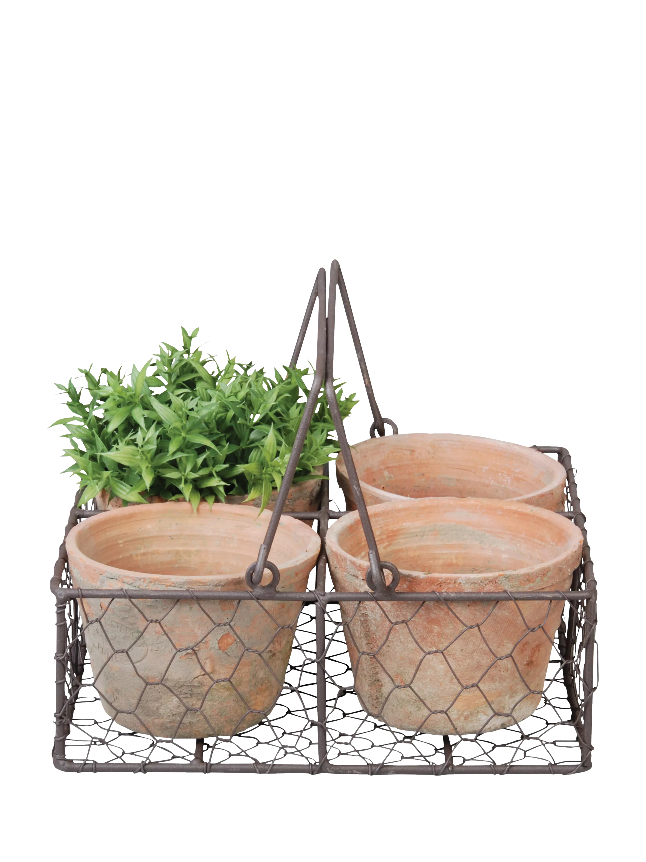 Fallen Fruits 4 terracotta plant pots in wire basket (British brand)