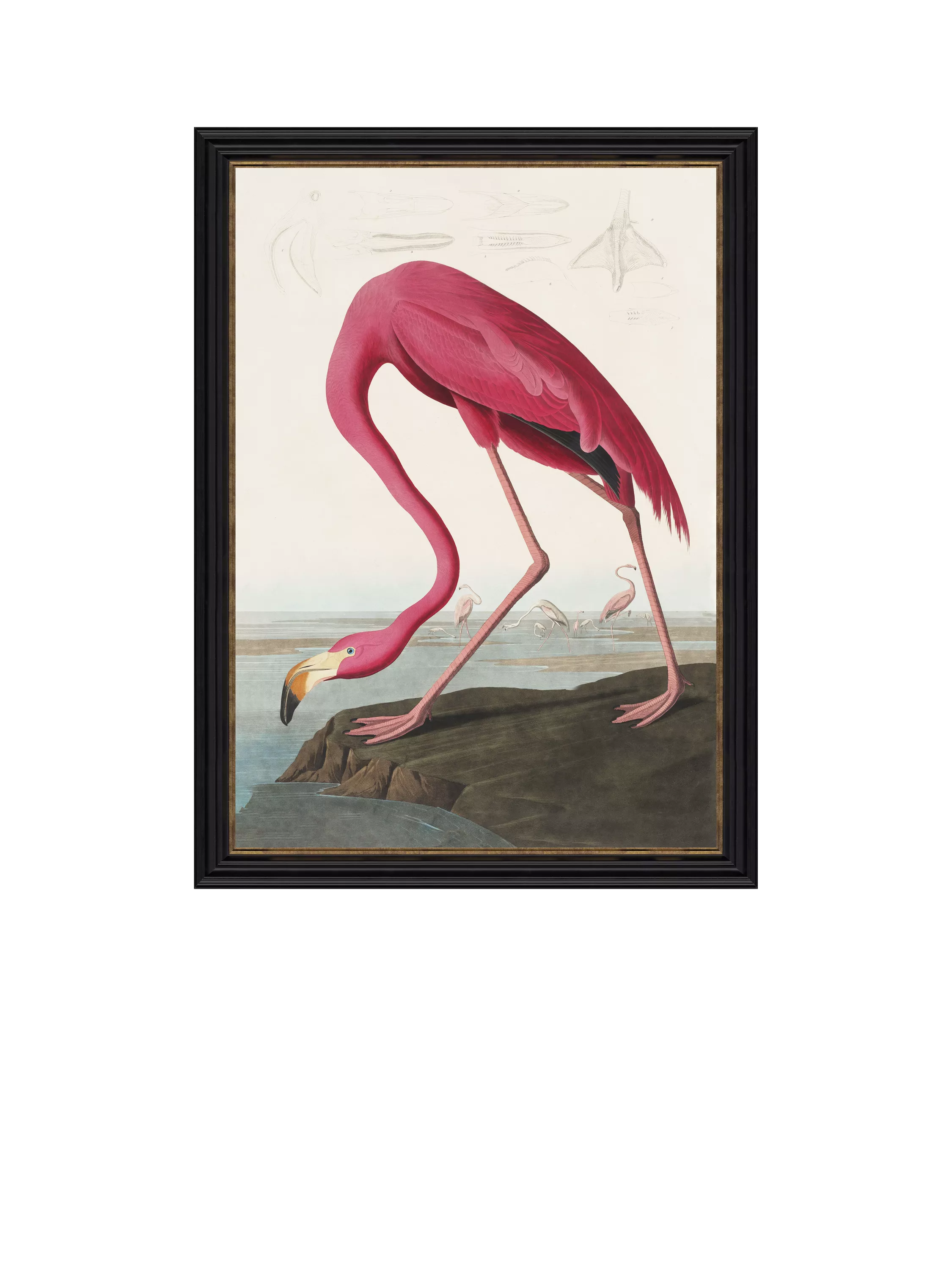 John Lewis John James Audubon American Flamingo framed print 77 x 57cm, UK version