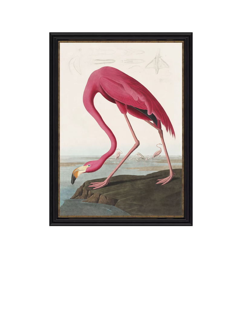John Lewis John James Audubon American Flamingo framed print 77 x 57cm, UK version