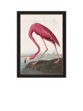 John Lewis John James Audubon American Flamingo framed print 77 x 57cm, UK version