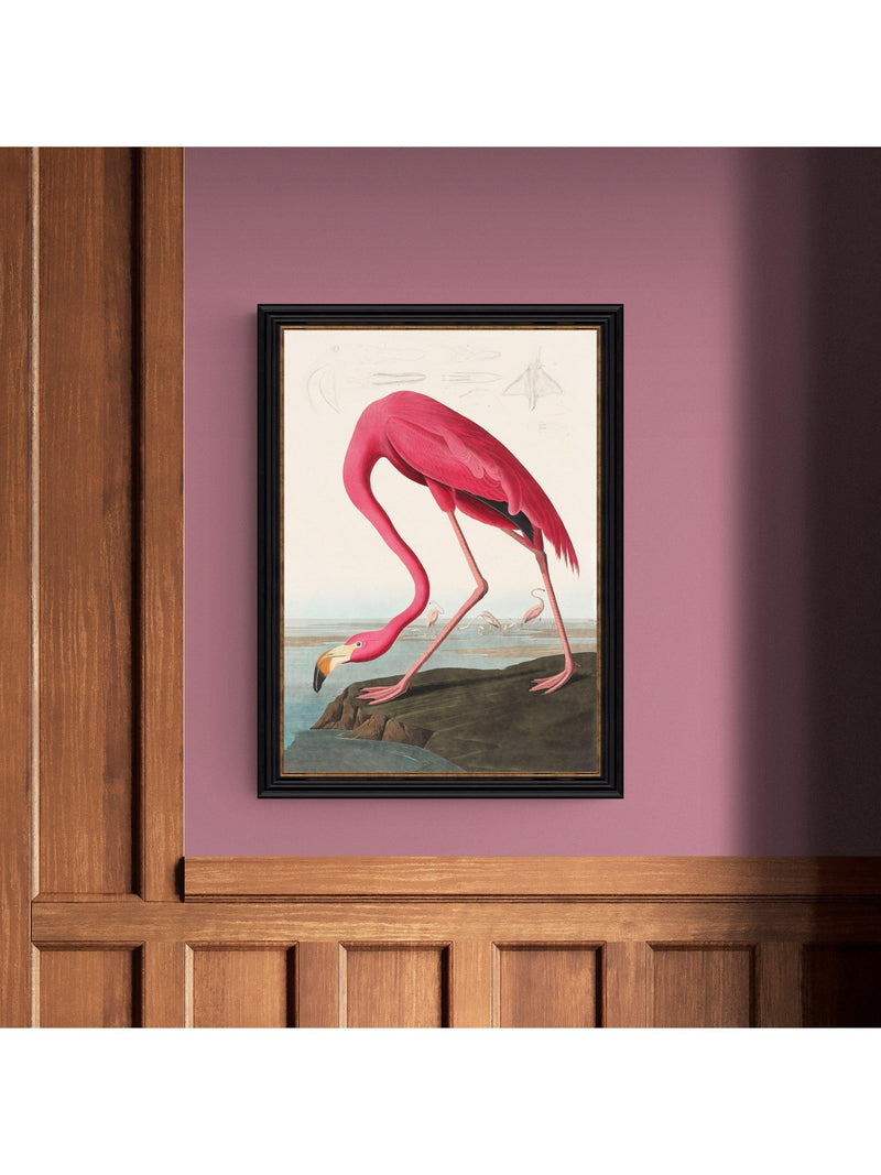 John Lewis John James Audubon American Flamingo framed print 77 x 57cm, UK version