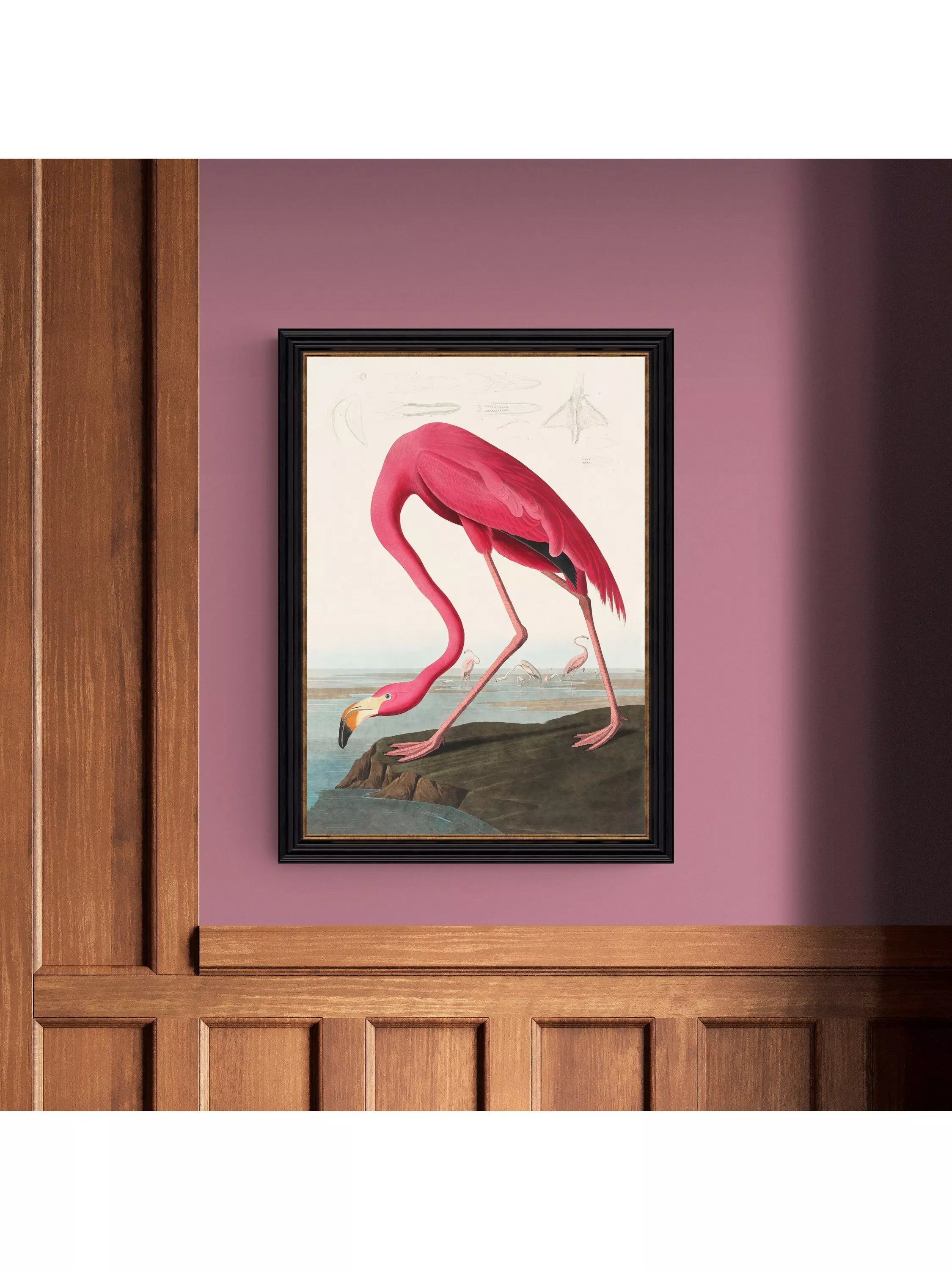 John Lewis John James Audubon American Flamingo framed print 77 x 57cm, UK version