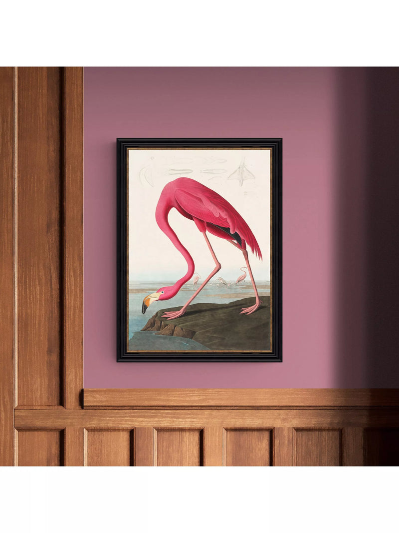 John Lewis John James Audubon American Flamingo framed print 77 x 57cm, UK version