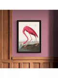 John Lewis John James Audubon American Flamingo framed print 77 x 57cm, UK version