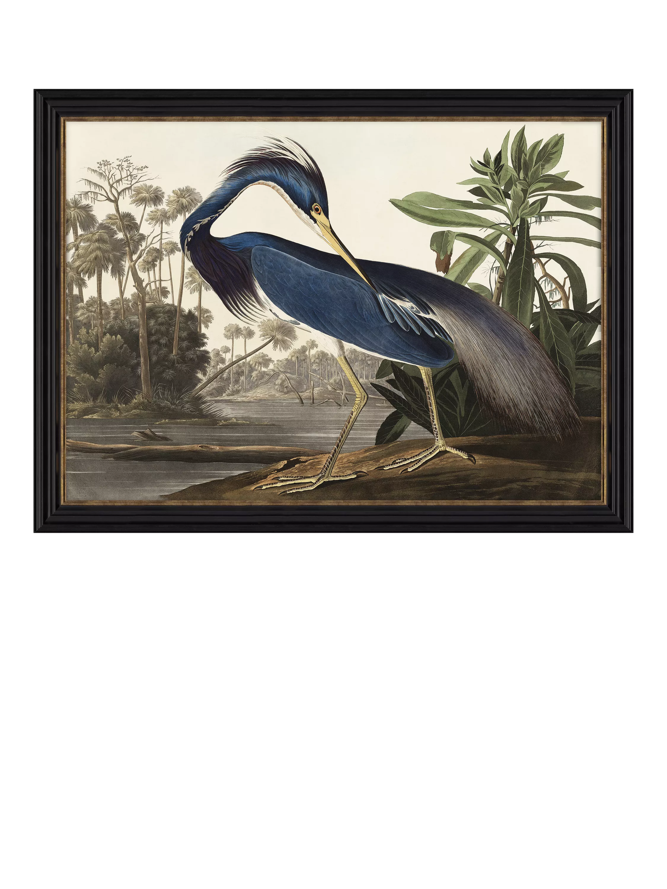 John Lewis John James Audubon 'Louisiana Heron' Framed Print, 57 x 77cm