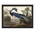 John Lewis John James Audubon 'Louisiana Heron' Framed Print, 57 x 77cm