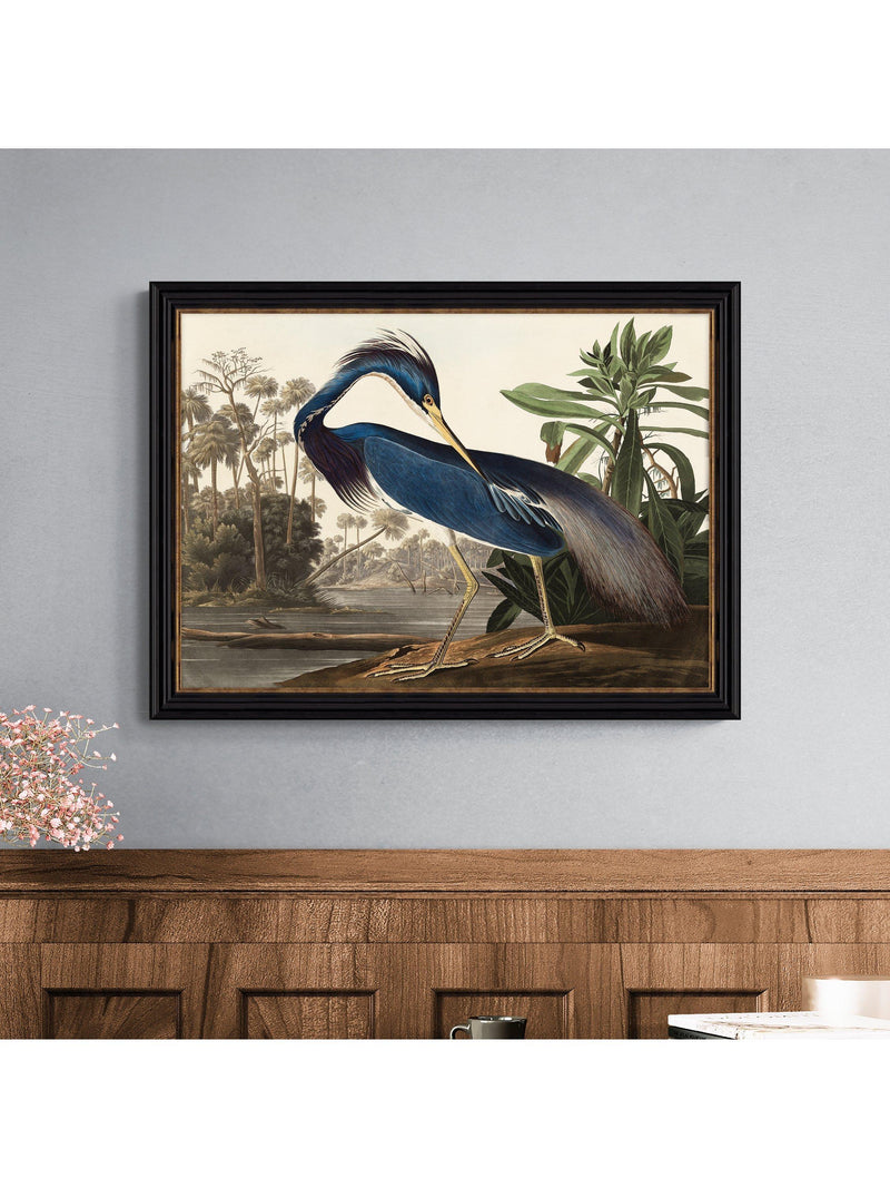 John James Audubon Louisiana Heron framed print 57x77cm, imported from the UK