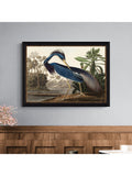 John James Audubon Louisiana Heron framed print 57x77cm, imported from the UK