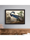 John James Audubon Louisiana Heron framed print 57x77cm, imported from the UK