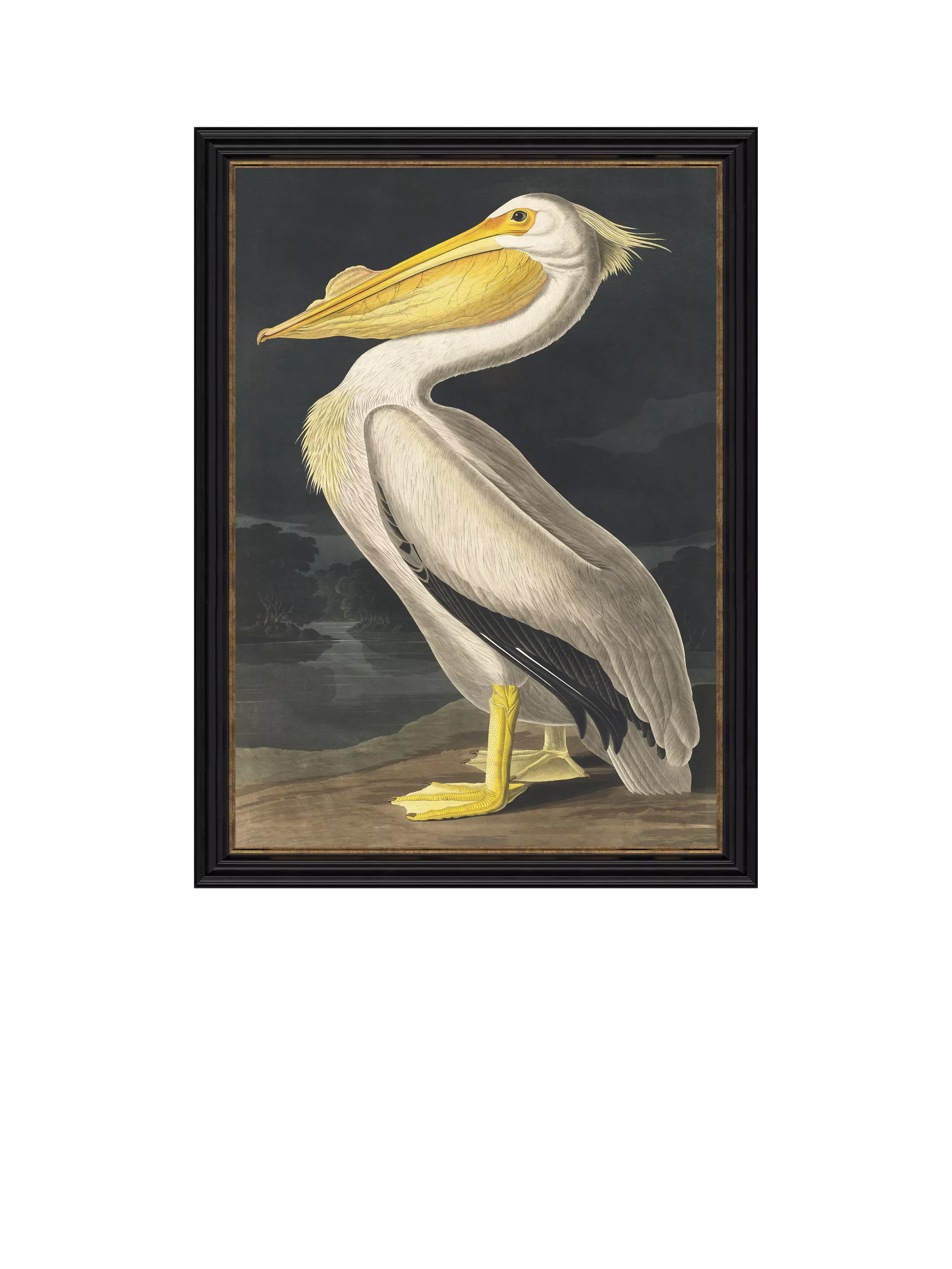 John Lewis White Pelican framed print 77x57cm (British brand)