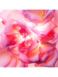 BVLGARI Magnifying Rose Essence Eau de Parfum 40ml, UK version