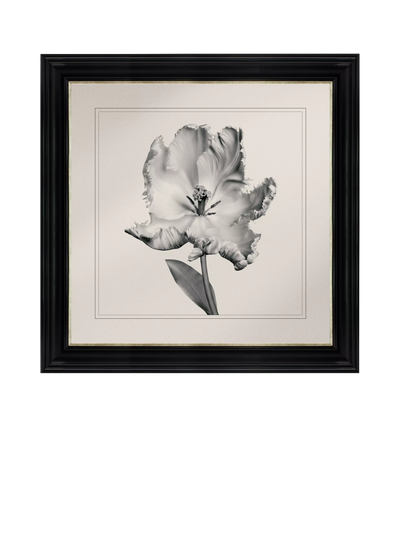 John Lewis Brookpace Lascelles 'Tulip I' Framed Print, Black/White, 59 x 49cm- Buy online at McGrocer