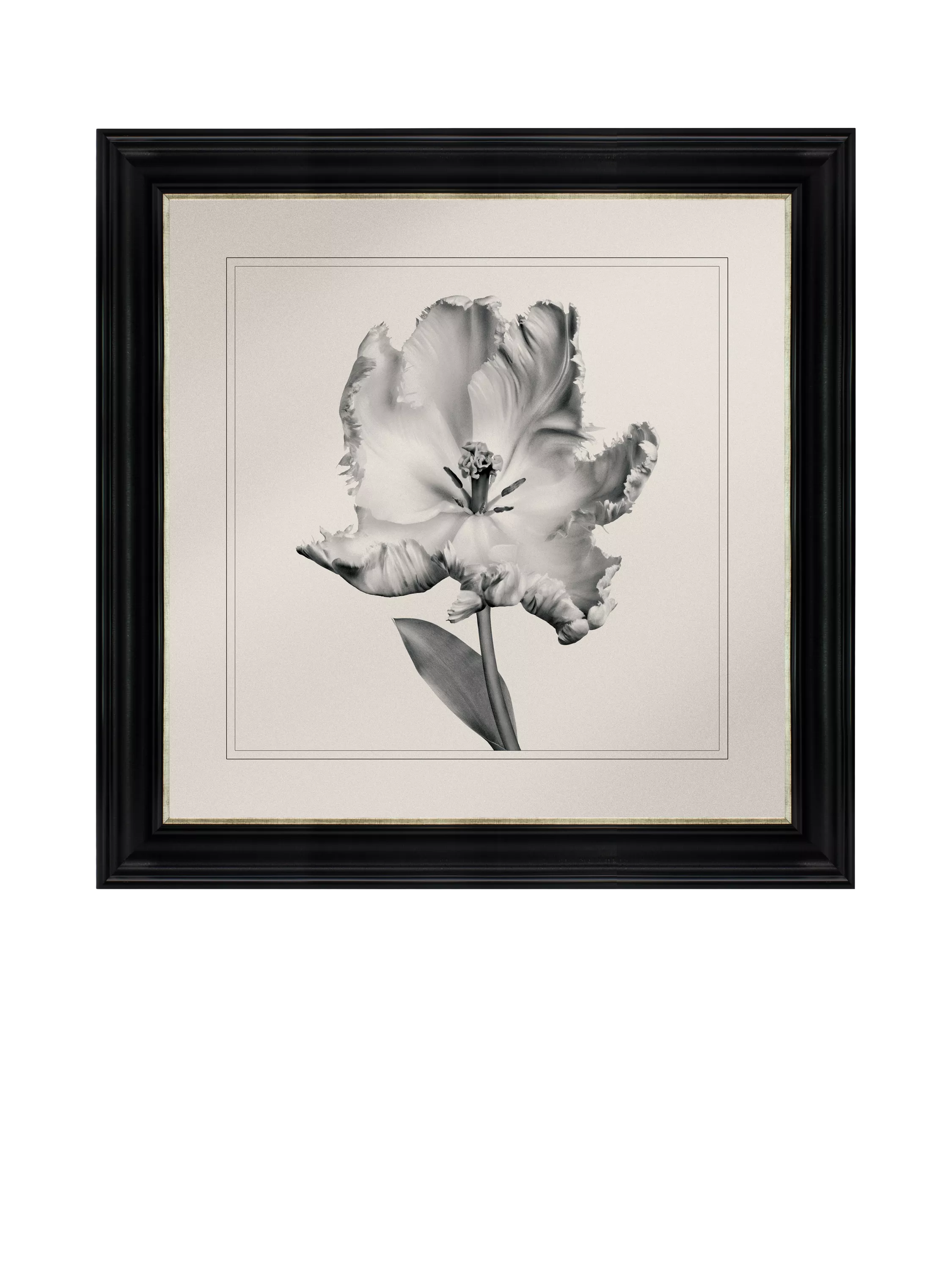Brookpace Lascelles 'Tulip I' Framed Print, 59 x 49cm, Black/White