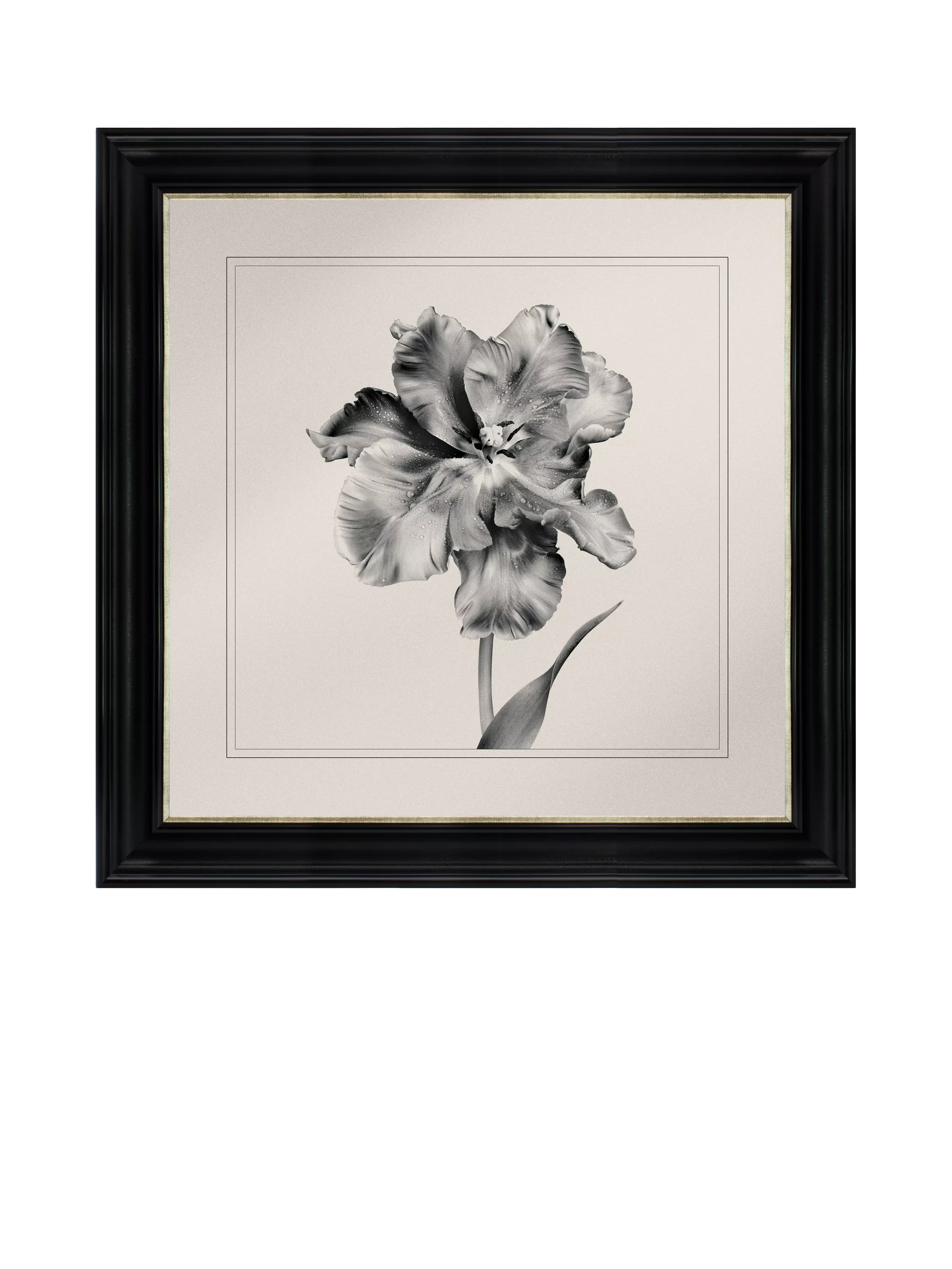 Brookpace Lascelles framed print Tulip II 59x49cm, imported from the UK