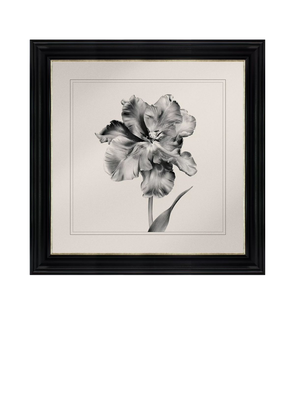 Brookpace Lascelles framed print Tulip II 59x49cm, imported from the UK