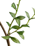 Pottery Barn mini green leaf branch H127cm, UK version