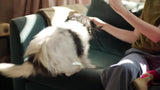 Joseph Joseph 3-piece pet hair remover set (British brand)