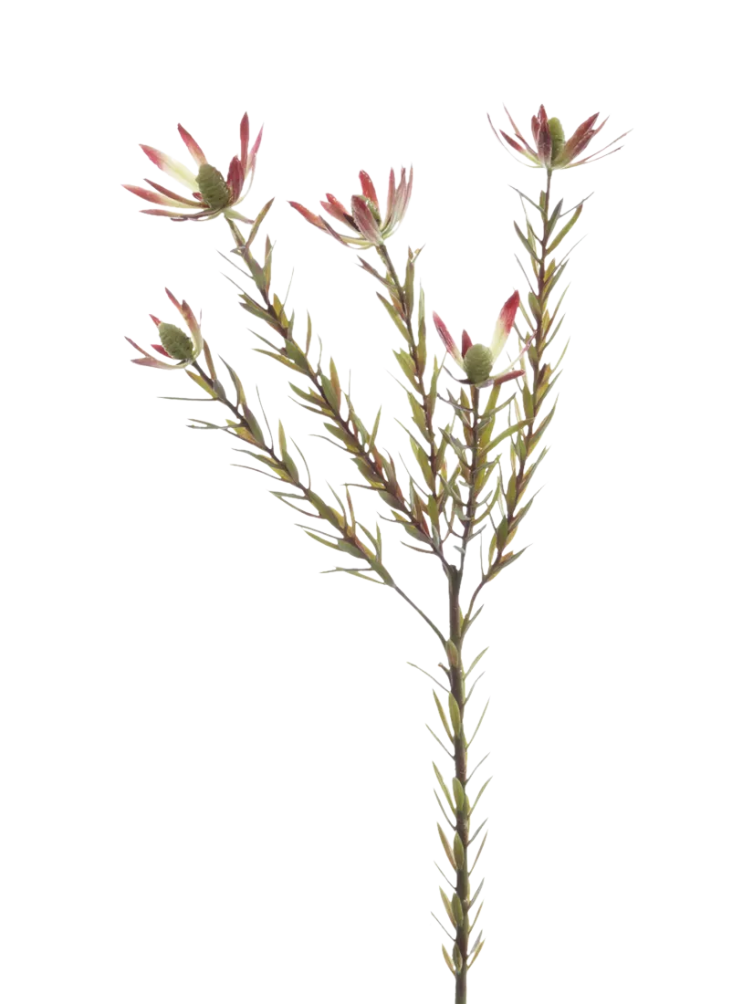 Floralsilk artificial Leucadendron spray green 70cm - British product